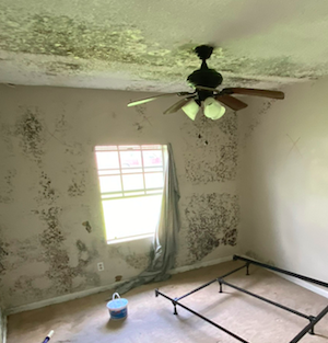 Mold Mitigation